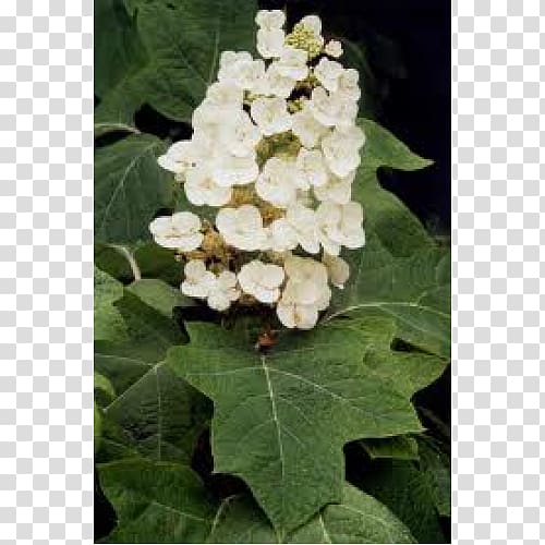 Oakleaf hydrangea French hydrangea Flower Shrub, flower transparent background PNG clipart