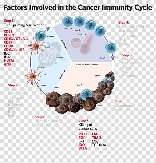 Cancer immunology Immune system Immune checkpoint Immune cycle, Affymetrix transparent background PNG clipart