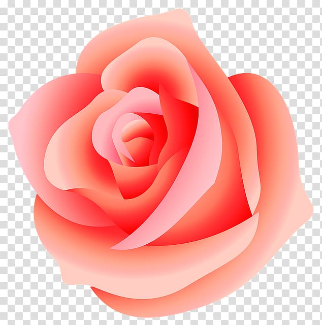 Rose , rose transparent background PNG clipart