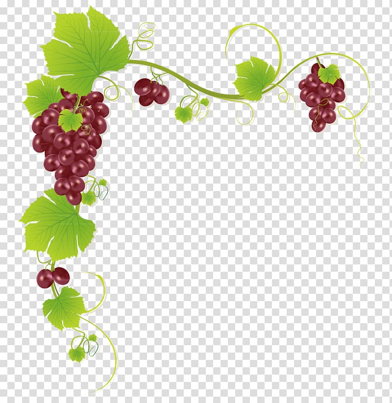 brown grapes , Common Grape Vine Wine Juice Muscadine grape, Grape frame string transparent background PNG clipart