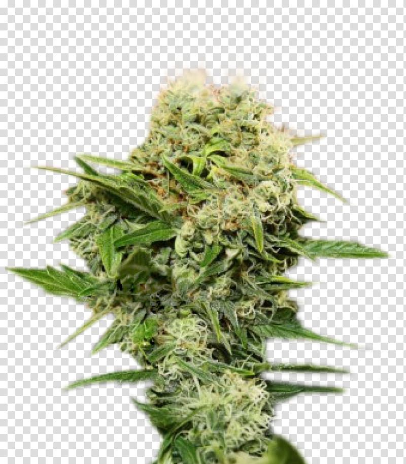 Feminized cannabis Seed Cultivar Cannabis Cup, cannabis transparent background PNG clipart
