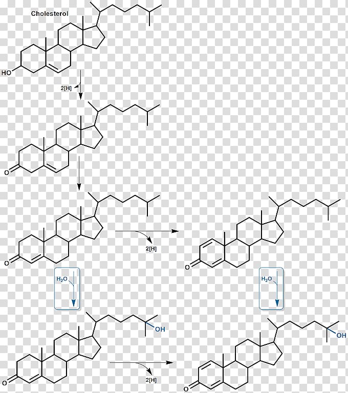 Steroid hormone Steroid hormone Chemistry Adrenal gland, others transparent background PNG clipart