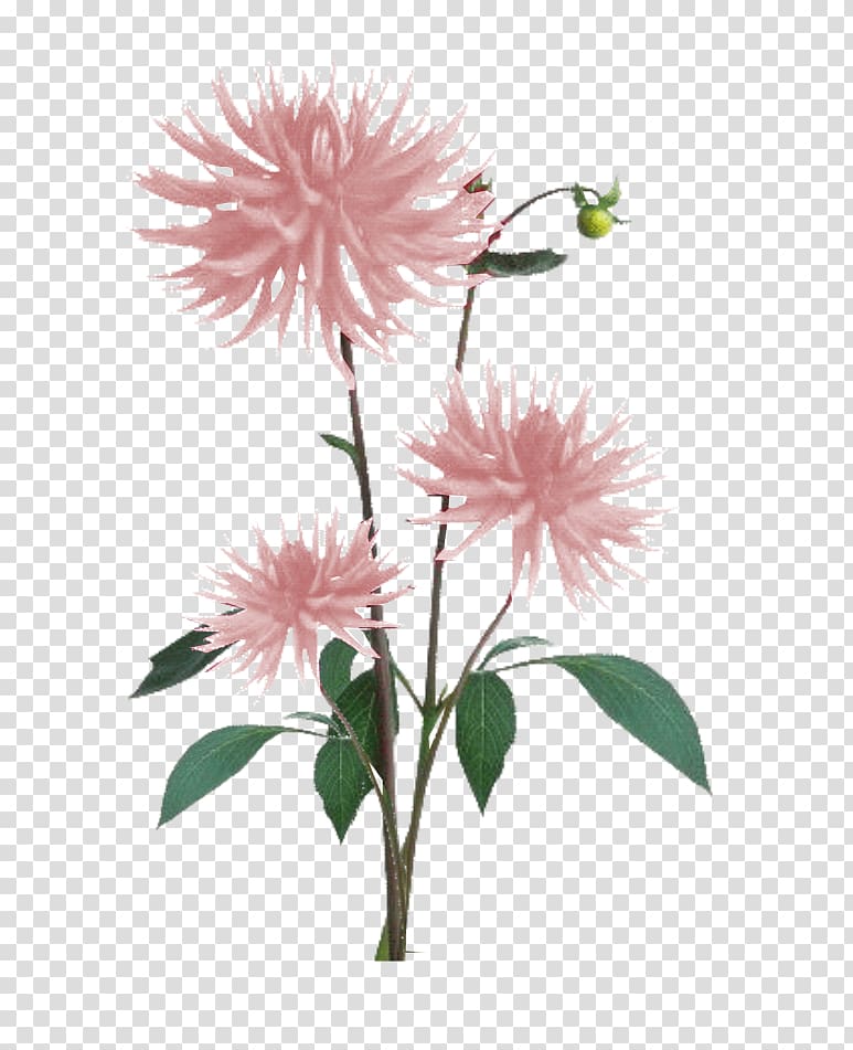 Flower Plant Dahlia Color, pink light transparent background PNG clipart