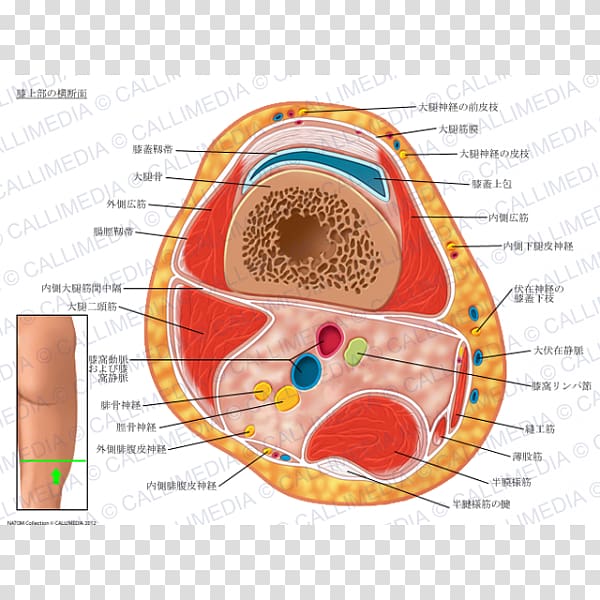 Knee Muscle Anatomy Leg Cross section, others transparent background PNG clipart