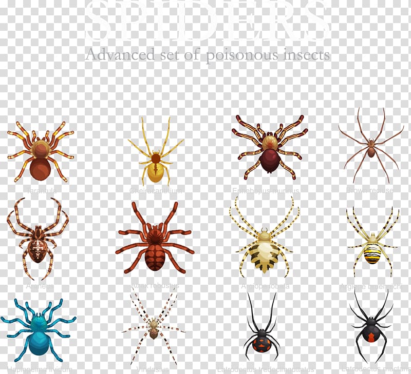 Spider Insect illustration, variety of spiders transparent background PNG clipart