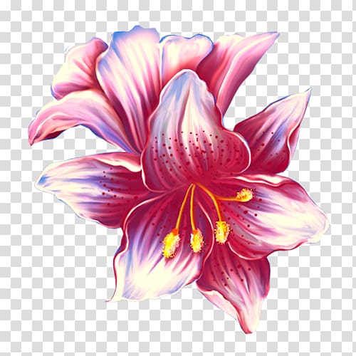 Flower Lilium, Pink lily transparent background PNG clipart