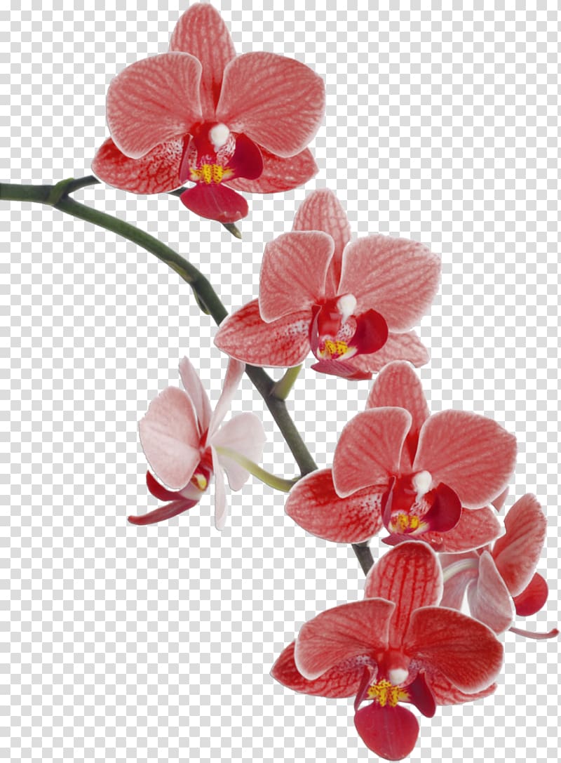 pink orchids , Waling-waling Cypripedium Popular Orchids Flower , orchid transparent background PNG clipart