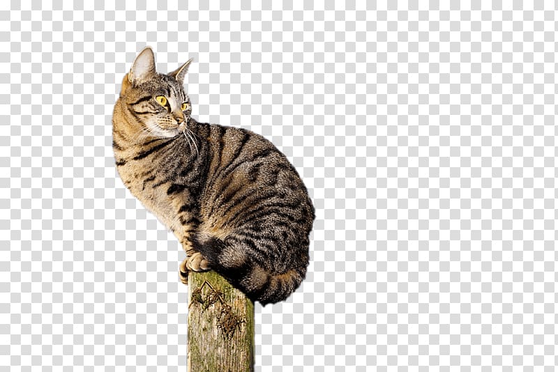 brown tabby cat sitting on brown post, Cat Acrobat transparent background PNG clipart