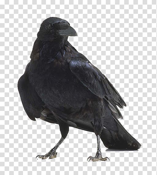 American crow Bird anatomy Raven, raven transparent background PNG clipart
