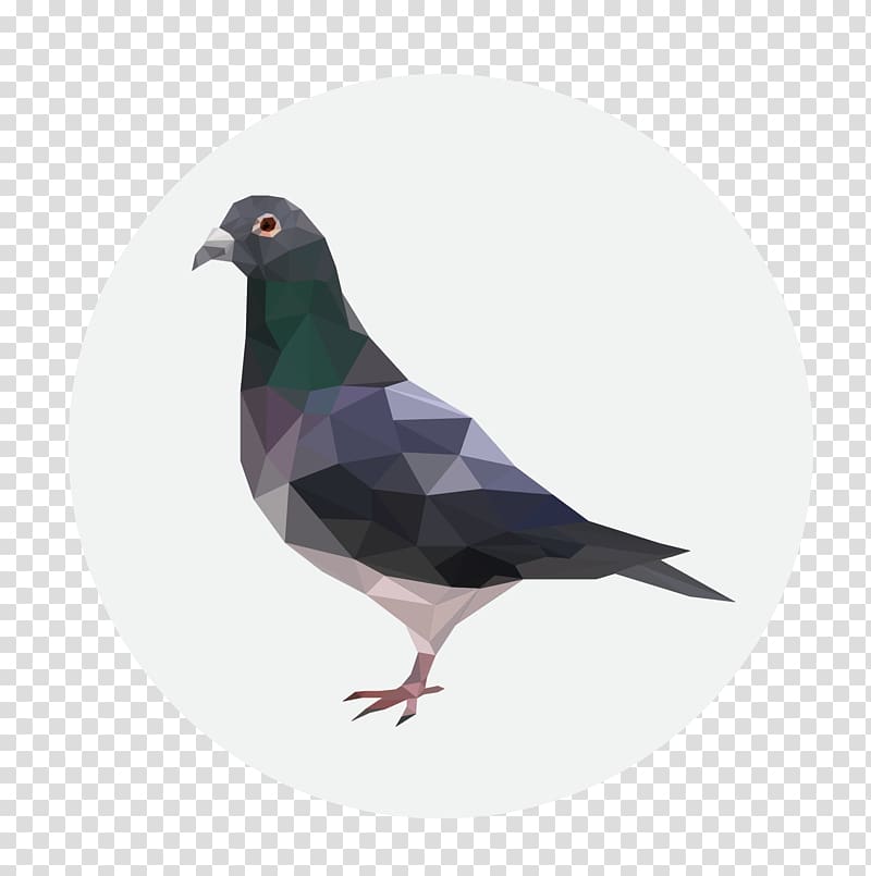 Homing pigeon Columbidae , pigeon transparent background PNG clipart