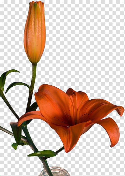 Orange lily Floral design Cut flowers Plant stem, design transparent background PNG clipart