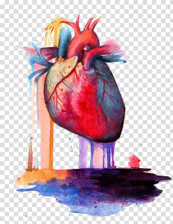 hearth illustration, Heart Anatomy Watercolor painting, heart transparent background PNG clipart