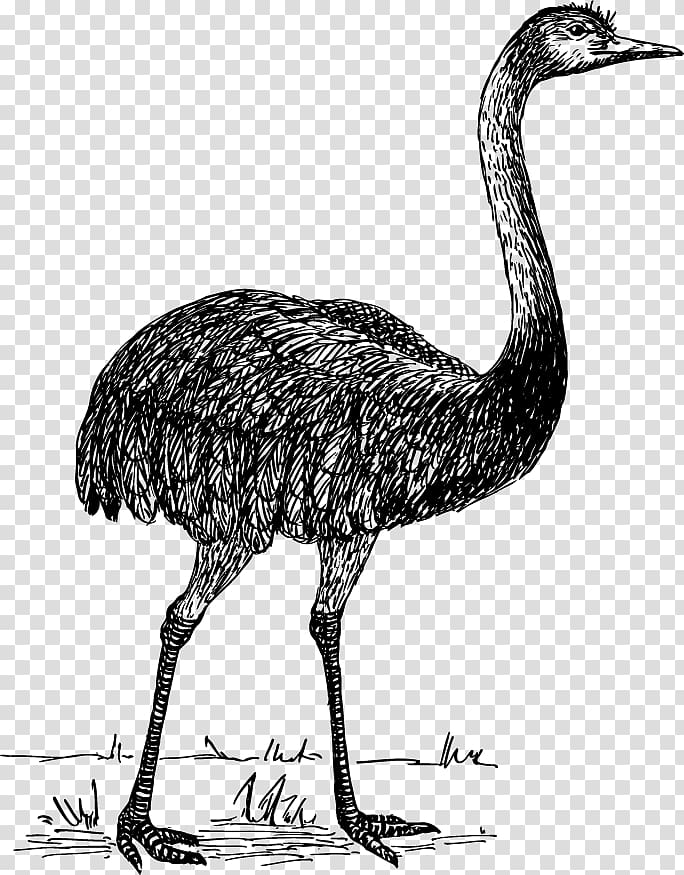 Flightless bird Common ostrich Rhea, Ostrich transparent background PNG clipart