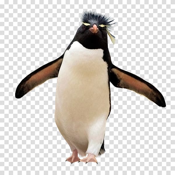 Southern rockhopper penguin Falkland Islands Yandex Search, Penguin transparent background PNG clipart