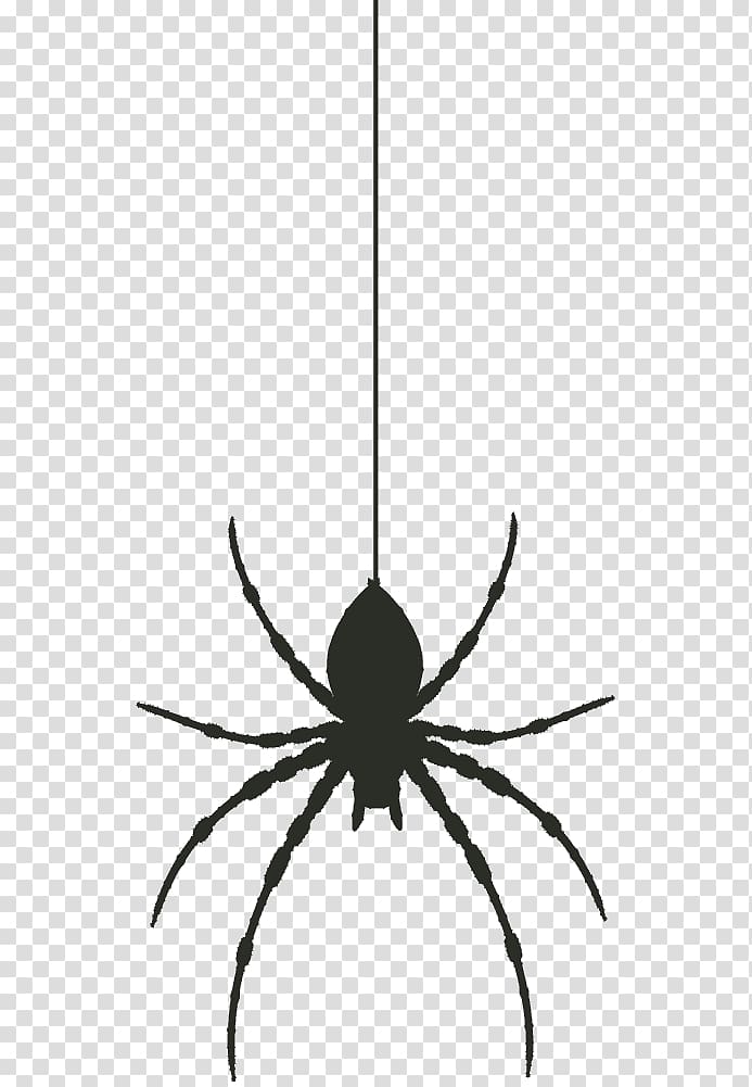 Widow spiders, spider transparent background PNG clipart