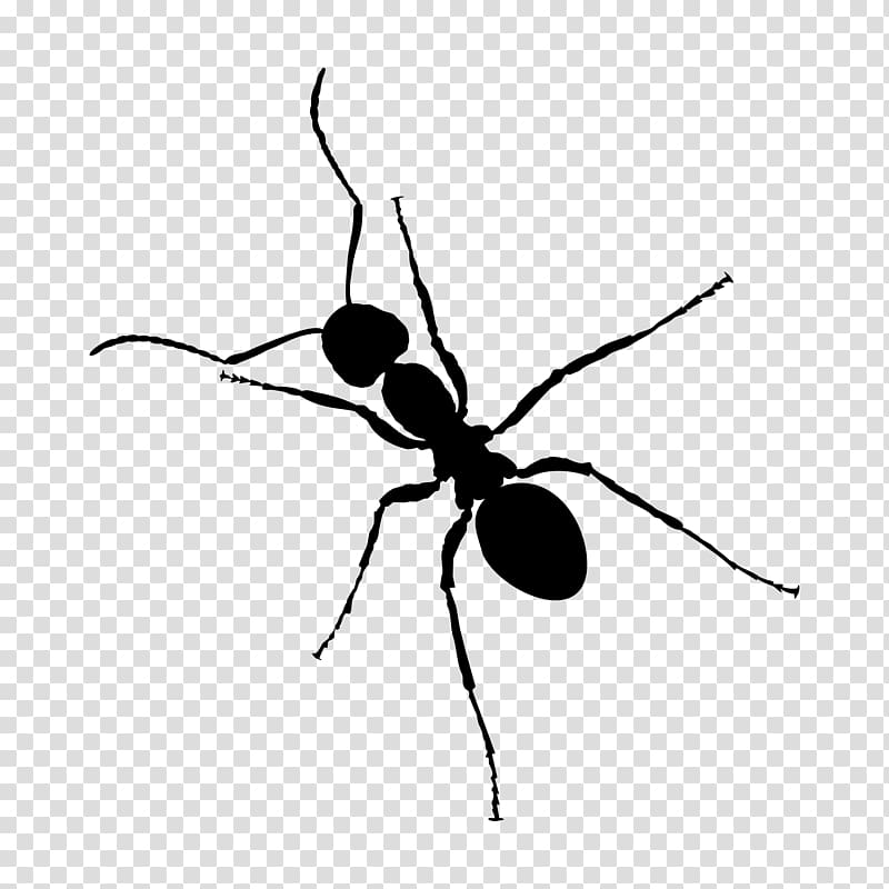 Ant Zap Black and white Insect, ant transparent background PNG clipart