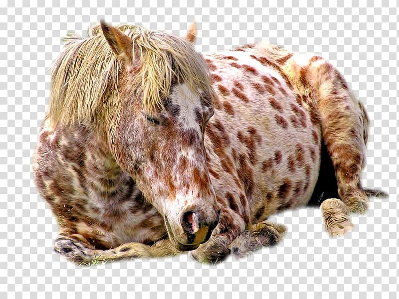 Appaloosa Andalusian horse Foal Feral horse Gallop, goldorak transparent background PNG clipart