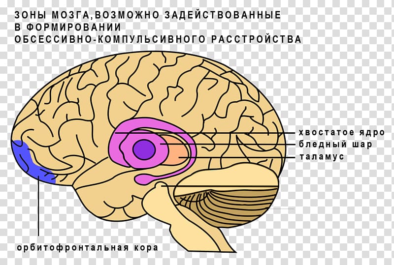 Basal ganglia Caudate nucleus Brain Ganglion, Brain transparent background PNG clipart