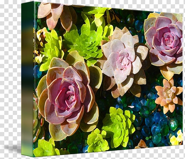 Cut flowers Floristry Floral design Rosaceae, succulent border transparent background PNG clipart