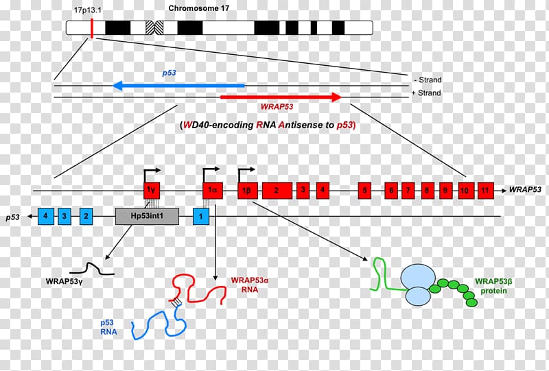 WRAP53 Gene Exon Antisense RNA, Spinal Muscular Atrophy transparent background PNG clipart