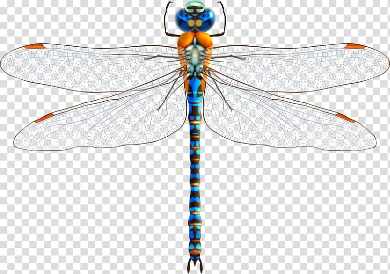 multicolored darnersfly, Insect Dragonfly , Dragonfly transparent background PNG clipart
