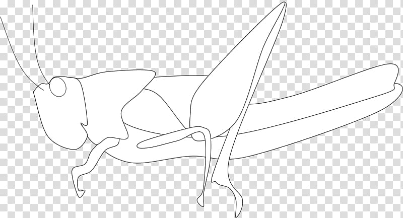 Line art Sketch, lazy grasshopper transparent background PNG clipart