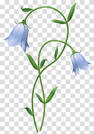 Bluebell Flower PNG Transparent Images Free Download, Vector Files