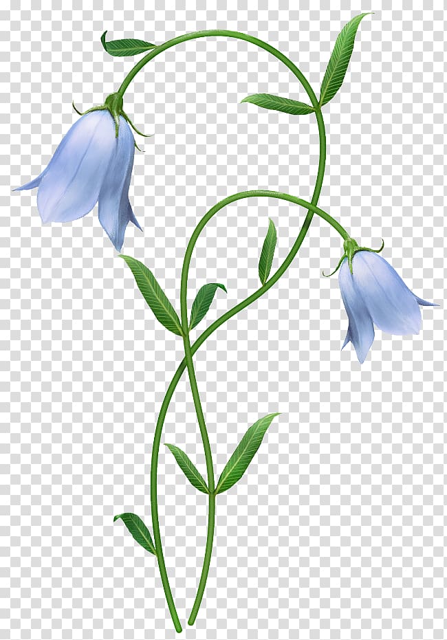 Flower Blue Harebell , flower transparent background PNG clipart