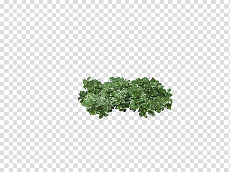 green leaves, Tree Shrub , Green bush transparent background PNG clipart