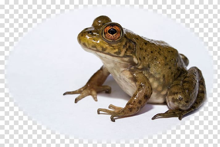 American bullfrog Amphibian African bullfrog Invasive species, American Bullfrog transparent background PNG clipart