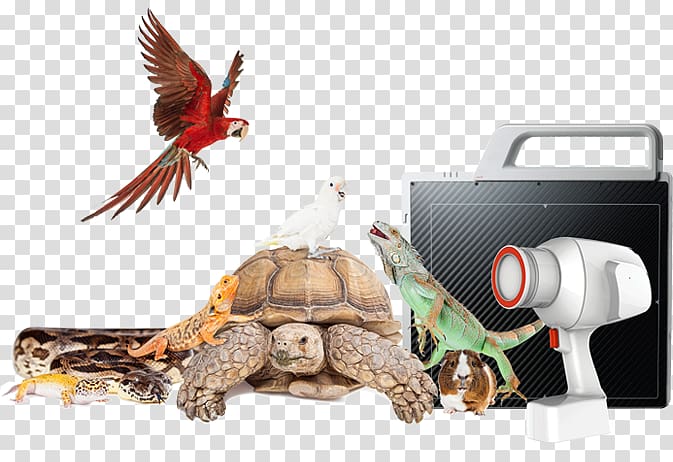 Reptile Exotic pet Veterinarian Common Iguanas, x-ray machine transparent background PNG clipart
