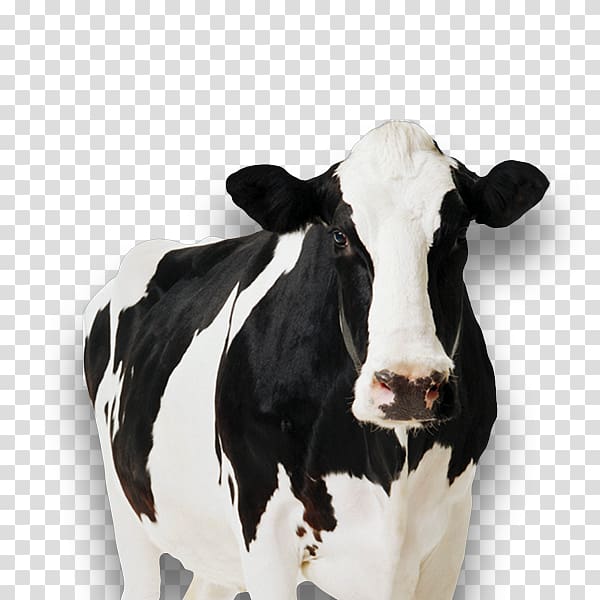 Holstein Friesian cattle Standee Cow tipping cardboard Dairy cattle, cow farm transparent background PNG clipart