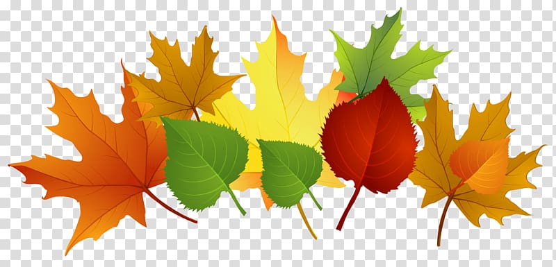 assorted-color leaves illustration, Autumn leaf color , Fall Leaves transparent background PNG clipart