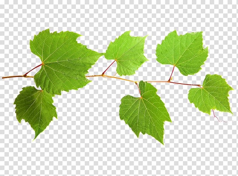 Grape Twig Plant stem Leaf, grape transparent background PNG clipart