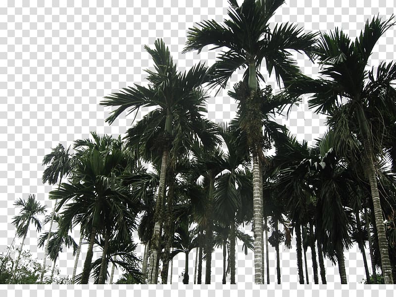Asian palmyra palm Coconut Wanning Arecaceae, Coconut trees transparent background PNG clipart