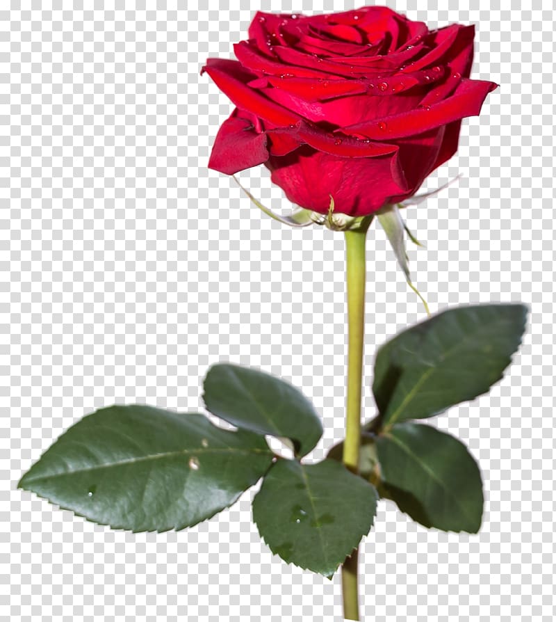 Red Rose Flower Rose High Definition Video Rose Transparent