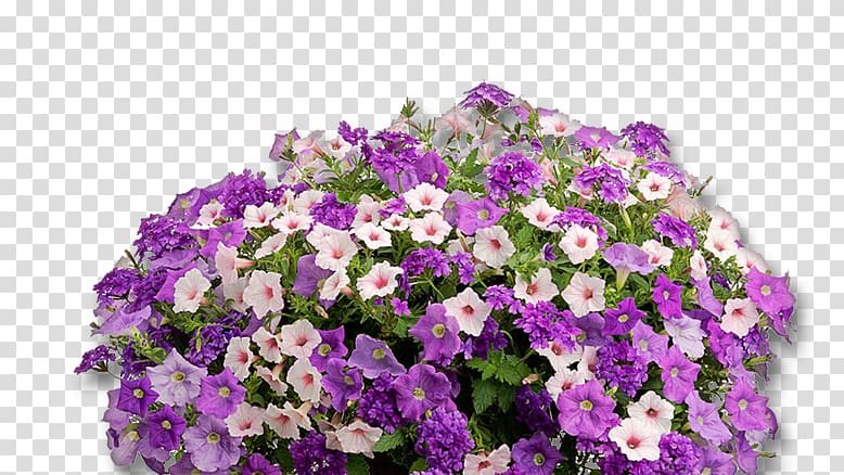 Surfinia Petunia Fertilisers Annual plant Fertilisation, others transparent background PNG clipart