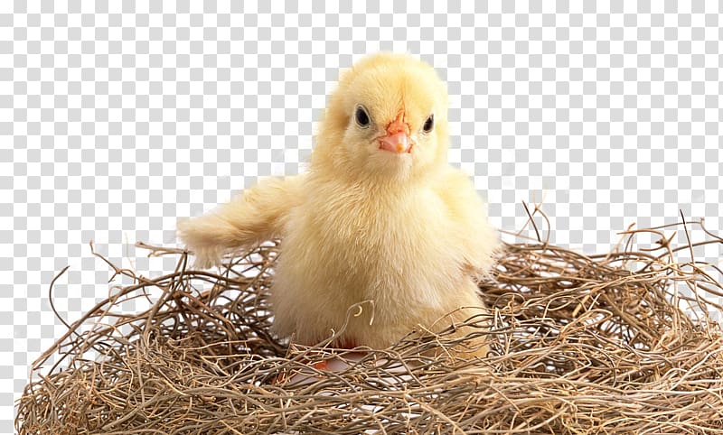 Chicken Kifaranga High-definition television Poultry , Haystack chick transparent background PNG clipart