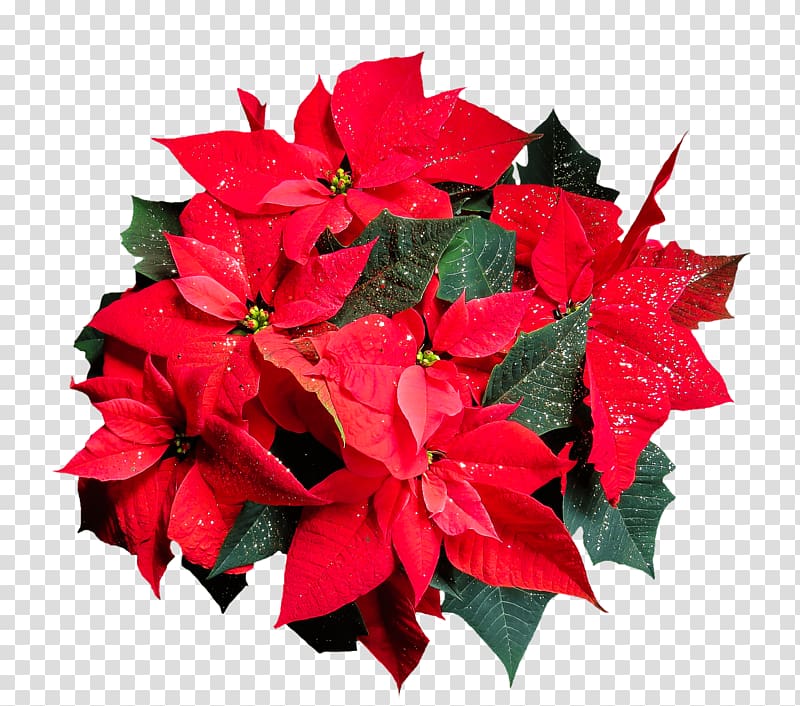 red poinsettia flowers, Winter Rose Top View transparent background PNG clipart