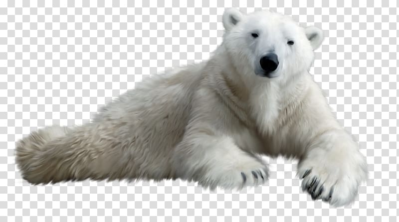 Polar bear Brown bear , Polar bears little eyes transparent background PNG clipart