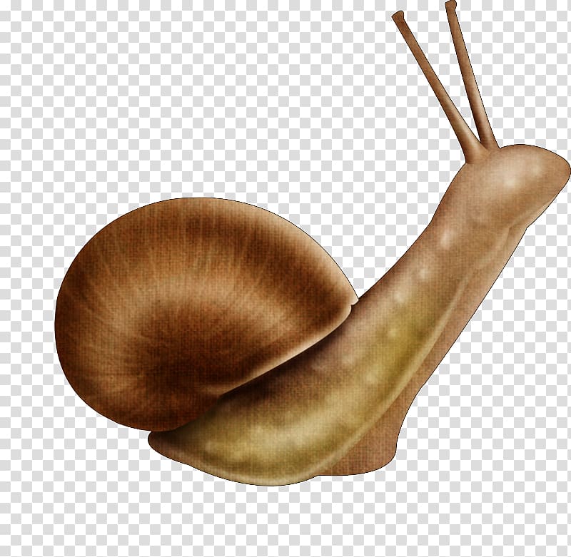 Snail Cartoon Portable Network Graphics Animal, Snail transparent background PNG clipart