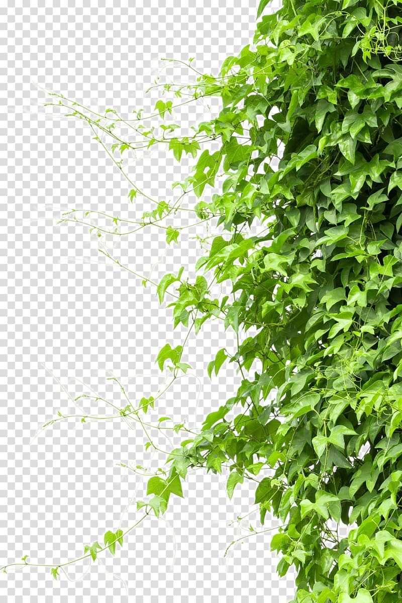 green leafed plant, Vine Tree Branch, Creeper transparent background PNG clipart