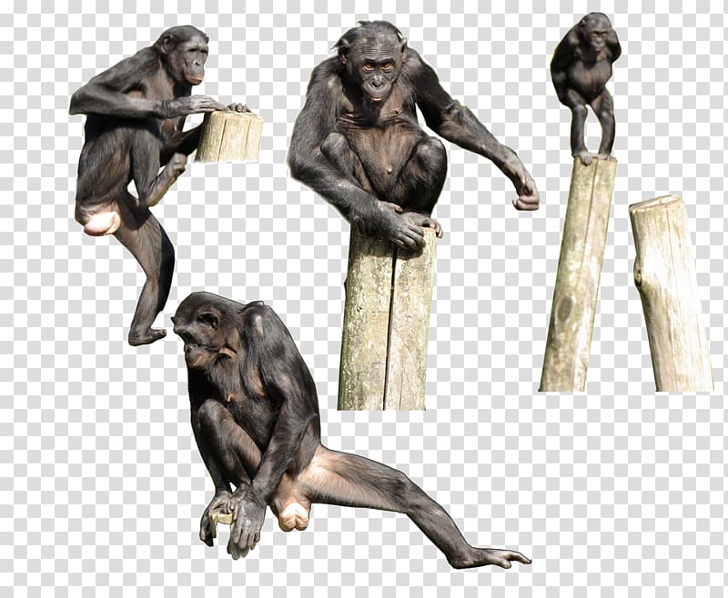 Primate Gorilla Bonobo Homo sapiens Monkey, chimpanzee transparent background PNG clipart