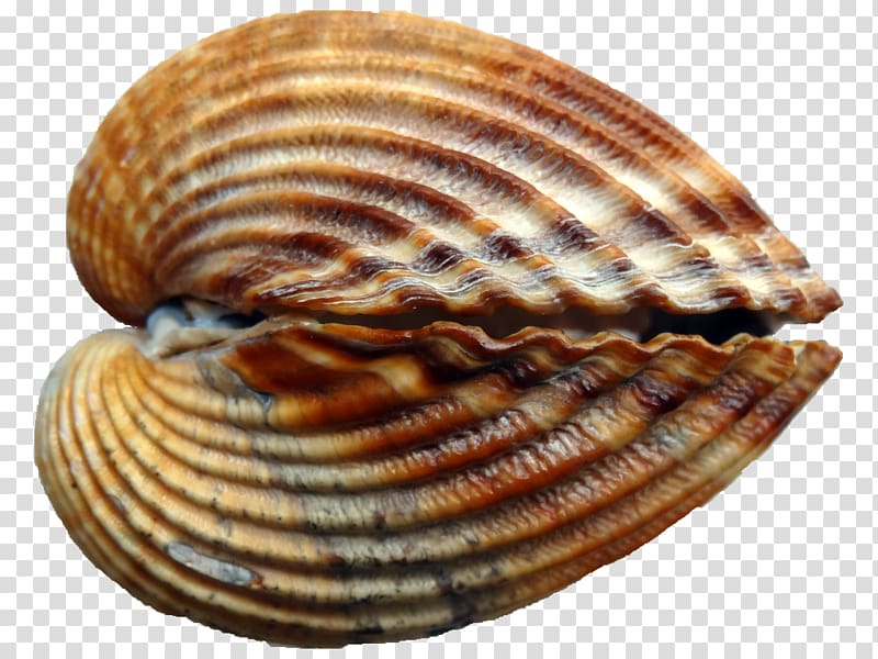 Cockle Conchology Seashell Mussel, seashell transparent background PNG clipart