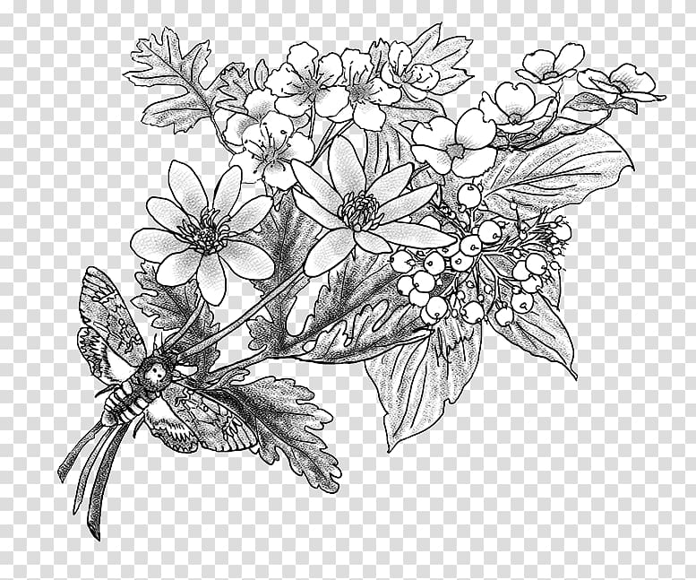Flower Tree Drawing Sketch, hawthorn transparent background PNG clipart |  HiClipart