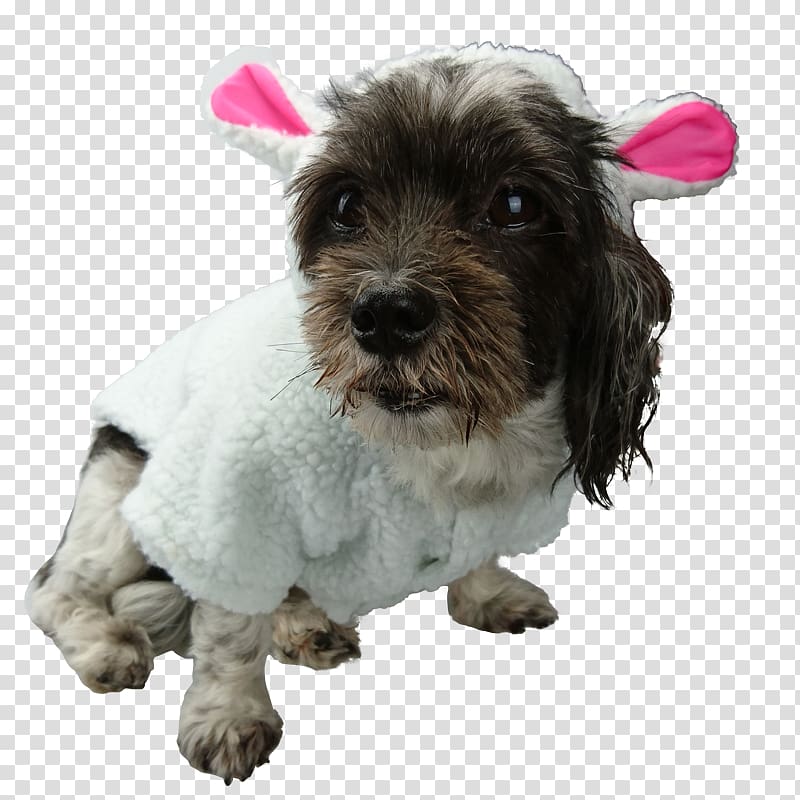 Schnoodle Puppy Petit Basset Griffon Vendéen Cockapoo Havanese dog, dog suit transparent background PNG clipart