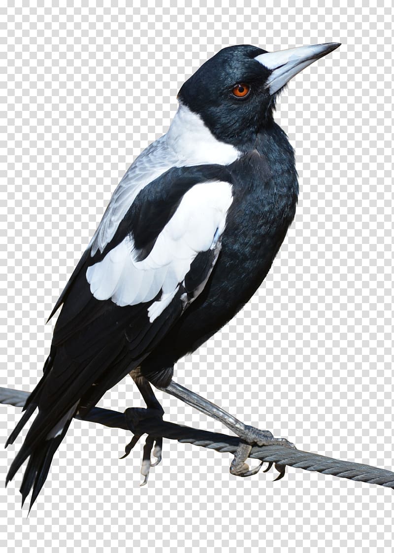black crow transparent background PNG clipart