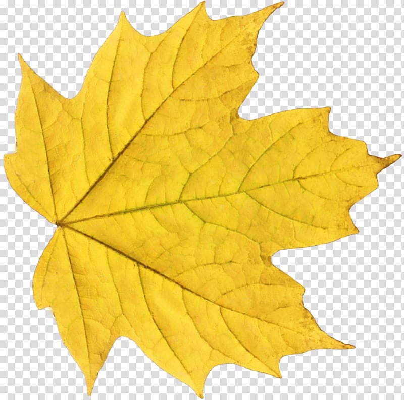 Autumn leaf color , yellow autumn leaf transparent background PNG clipart