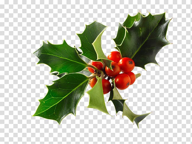 Common holly Christmas Alamy, christmas transparent background PNG clipart