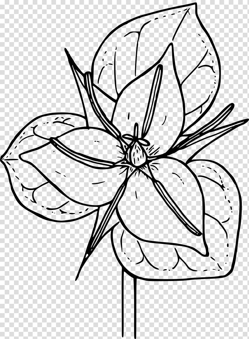 Trillium grandiflorum Coloring book Botanical illustration Trillium erectum, flower line drawing transparent background PNG clipart